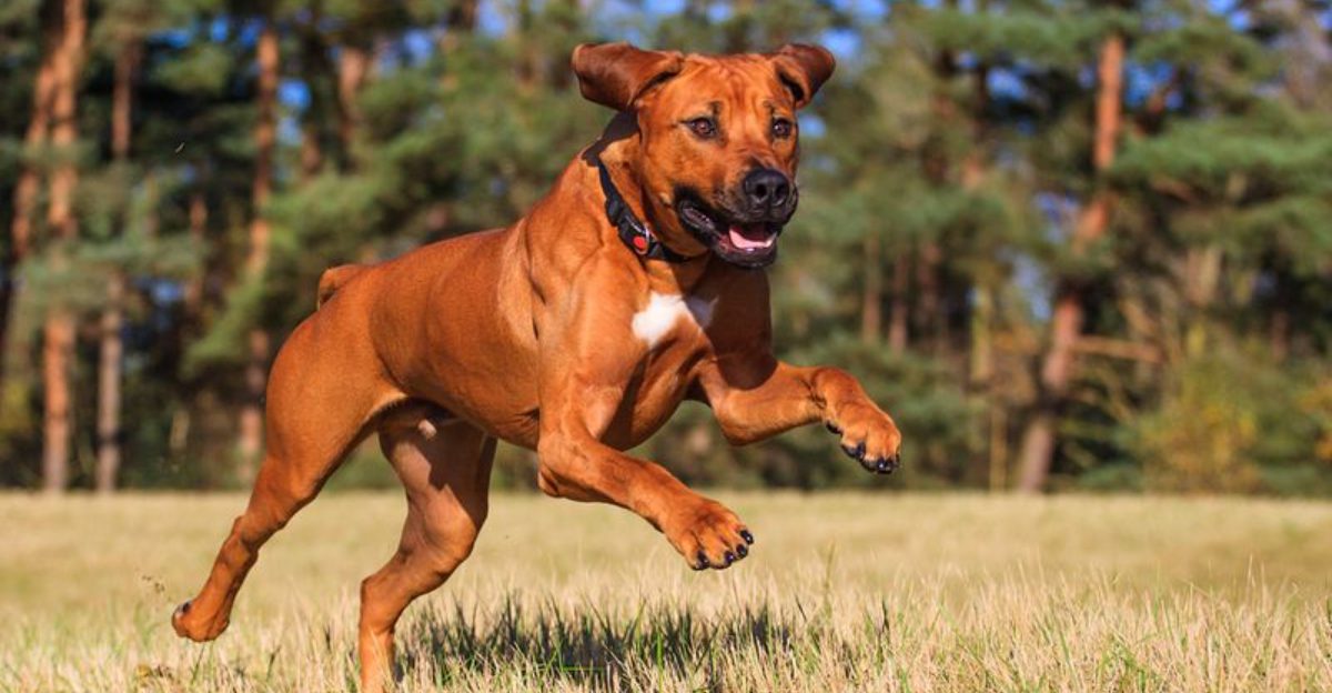 Muzzle Positivity Is Surging 12 Breeds People Say Get Judged The Most On Walks