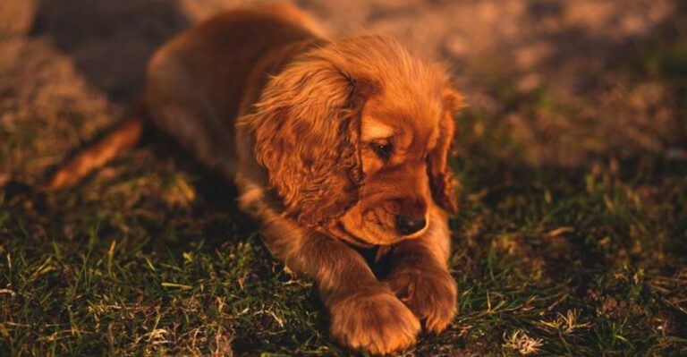 My Dog Wont Stop Barking Is Breaking Neighborhoods 12 Breeds That Trigger Complaints Fast dog news