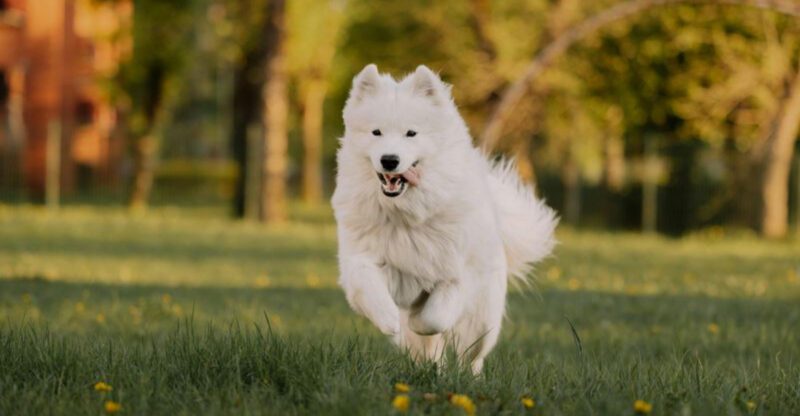 Neutering Backlash Threads Are Heating Up – 12 Breeds Owners Say Changed After Surgery