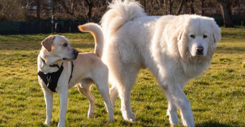 Neutrality Training Is Replacing Socialization 12 Breeds People Say Benefit Most From Boring Exposure