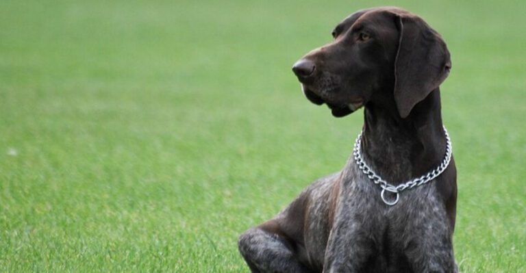 Owners Admitting Love Wasnt Enough Is Going Viral 15 Breeds Most Mentioned in Burnout Confessions dog news