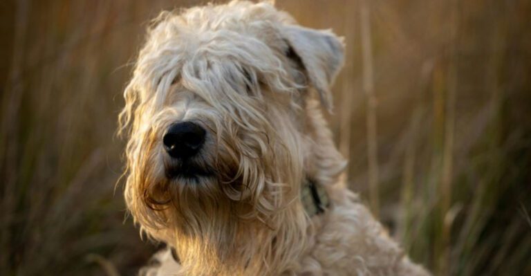 Pattern Games Are Everywhere Now 12 Breeds People Use For Instant Focus In Chaotic Places dog news