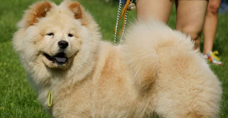 People Are Freaking Out About Silent Dog Stress 12 Breeds That Shut Down Instead of Reacting dog news