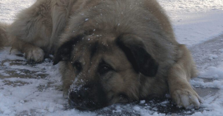 Pet Insurance Denial Stories Are Flooding Groups – 13 Breeds Owners Say Get Rejected First dog news