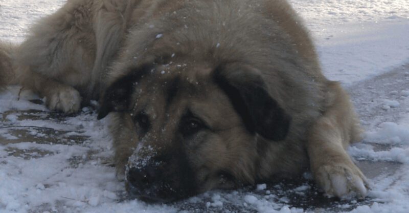 Pet Insurance Denial Stories Are Flooding Groups – 13 Breeds Owners Say Get Rejected First