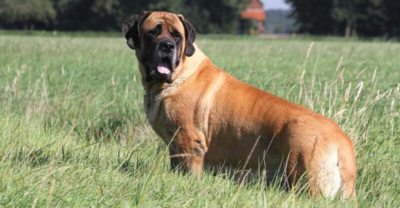 Policy Fight 12 Breeds Owners Bring Up When Debates Get Heated