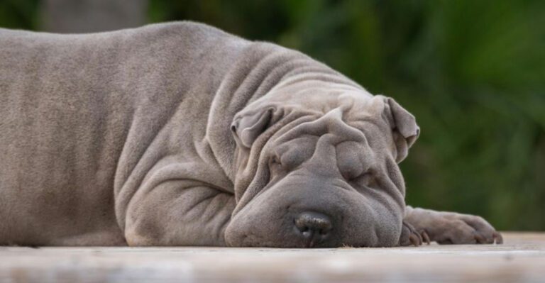 Red Eyes Arent Just Allergies 12 Breeds That Get Irritated Fast dog news