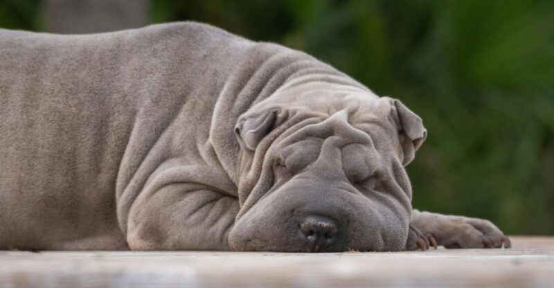 Red Eyes Arent Just Allergies 12 Breeds That Get Irritated Fast