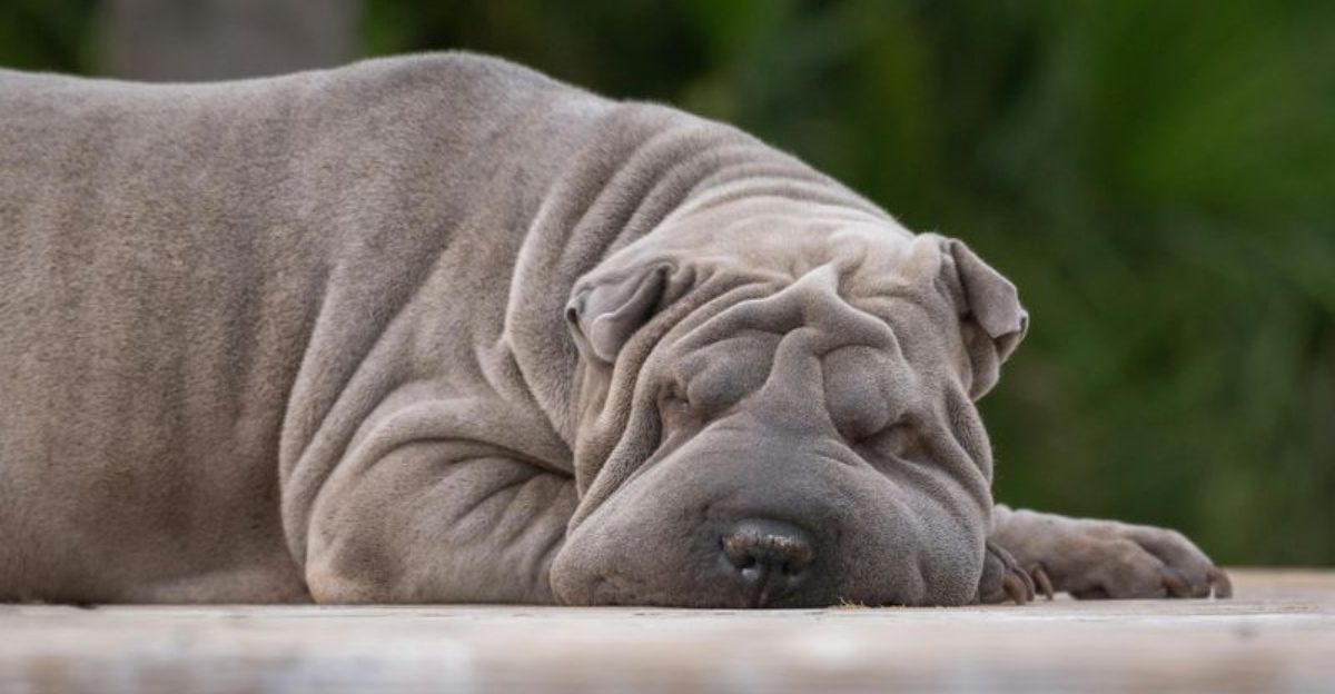 Red Eyes Arent Just Allergies 12 Breeds That Get Irritated Fast