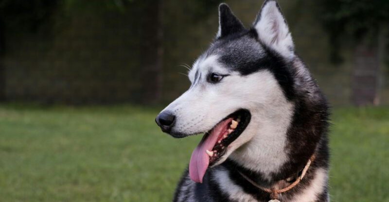 Rehoming After A Child Bite Is A Comment War Magnet 11 Breeds People Name In Family Safety Posts