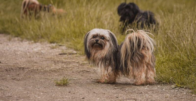 Rehoming After Kids Arrived Is Becoming Taboo – 12 Breeds Most Mentioned in Quiet Confessions