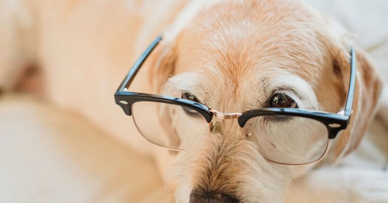 Scientists Say These 3 Traits Separate Smart Dogs From the Rest dog news