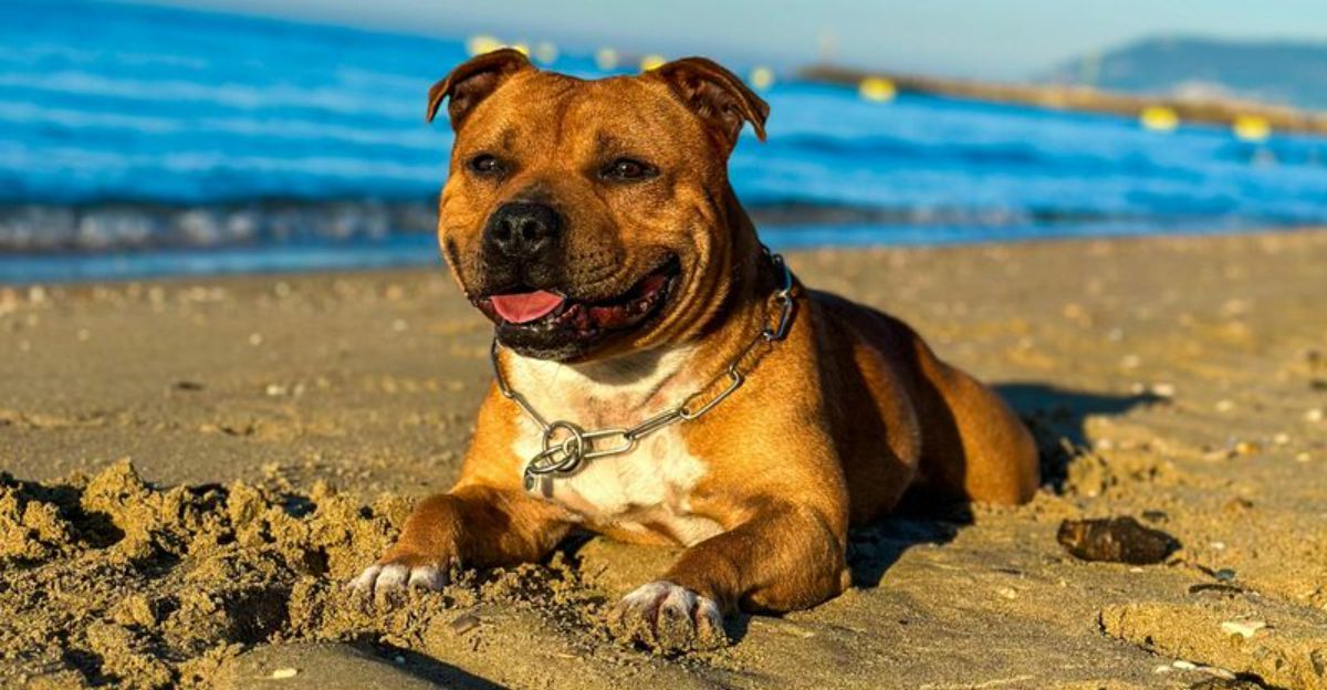 Shelter Breed Labeling Wars Wont Stop 16 Breeds People Claim Were Misidentified in Adoption Posts