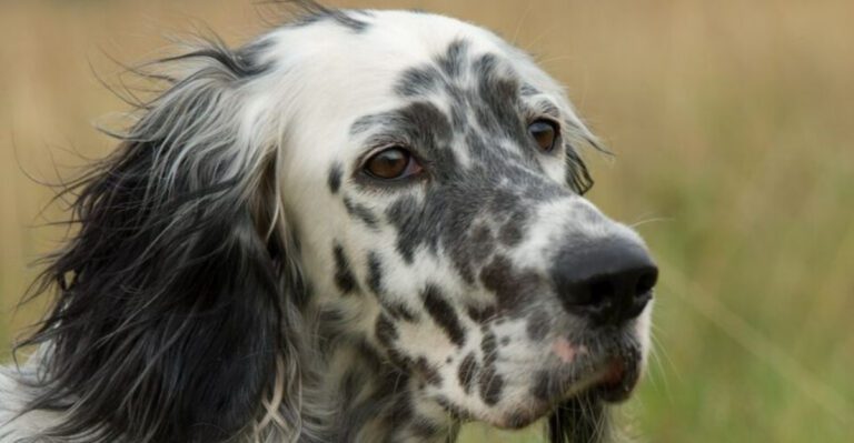 Skipping Breakfast Isnt a Personality Trait 12 Breeds That Suddenly Go Off Food dog news