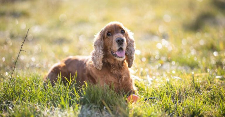 Slow Feeders Are Becoming A Personality Test 12 Breeds Most Talked About In Scarf And Barf Posts dog news