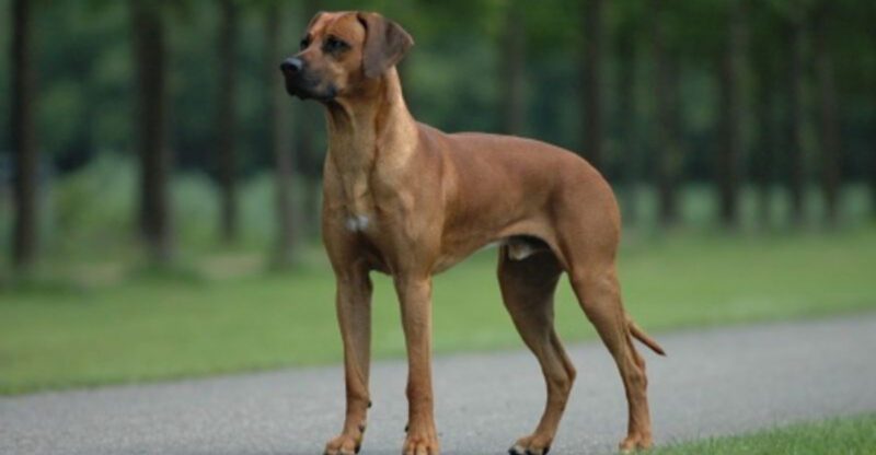 Stop Calling Every Growl Aggression Posts Are Dividing The Internet – 13 Breeds Mentioned Most