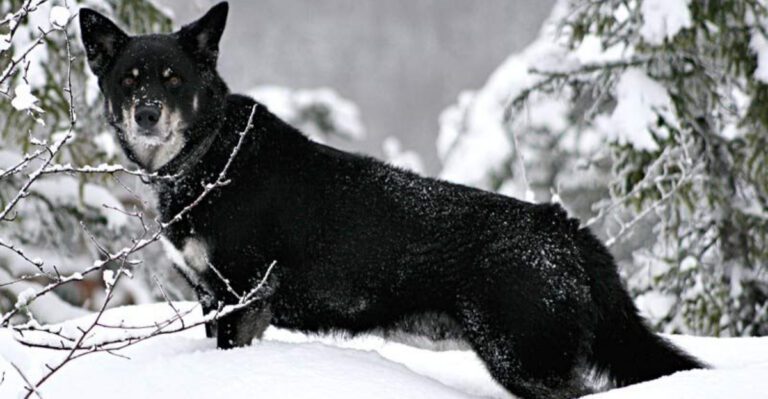 Stop Letting Strangers Pet Your Dog Posts Keep Starting Fights 13 Breeds Named Most in Consent Debates dog news