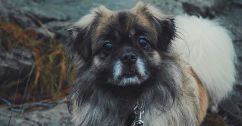 Stop Treating Dogs Like Babies Rants Are Everywhere – 14 Breeds Always Involved
