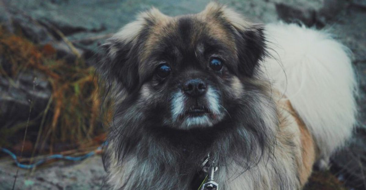 Stop Treating Dogs Like Babies Rants Are Everywhere – 14 Breeds Always Involved