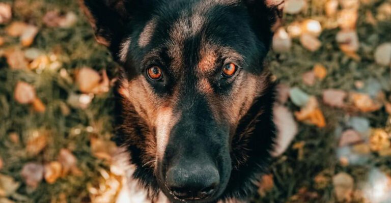 The Behavioral Meds Saved My Dog Debate Wont Quit – 12 Breeds Owners Mention Most in Success Stories dog news