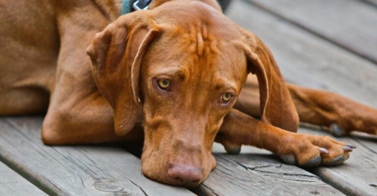 The Blue Tongue After a Walk Panic Is Trending 12 Breeds Owners Mention in Overheating Scares dog news