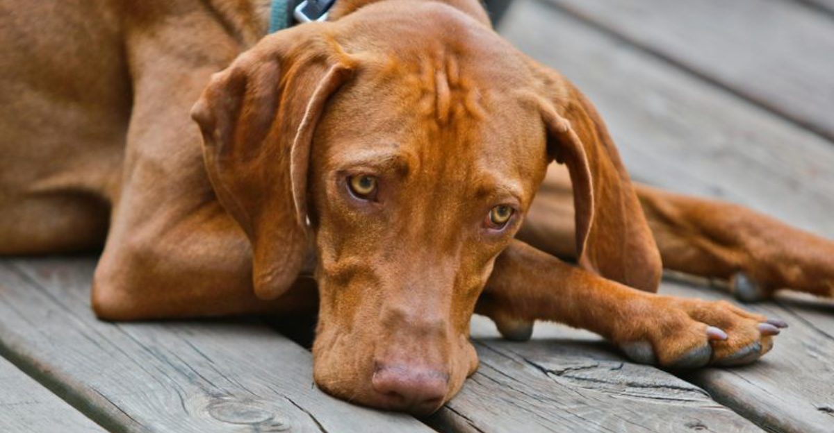 The Blue Tongue After a Walk Panic Is Trending 12 Breeds Owners Mention in Overheating Scares