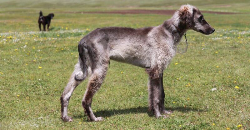 The Boarding Kennels Traumatized My Dog Backlash Is Spreading 14 Breeds Named Most in Post Trip Meltdown Posts