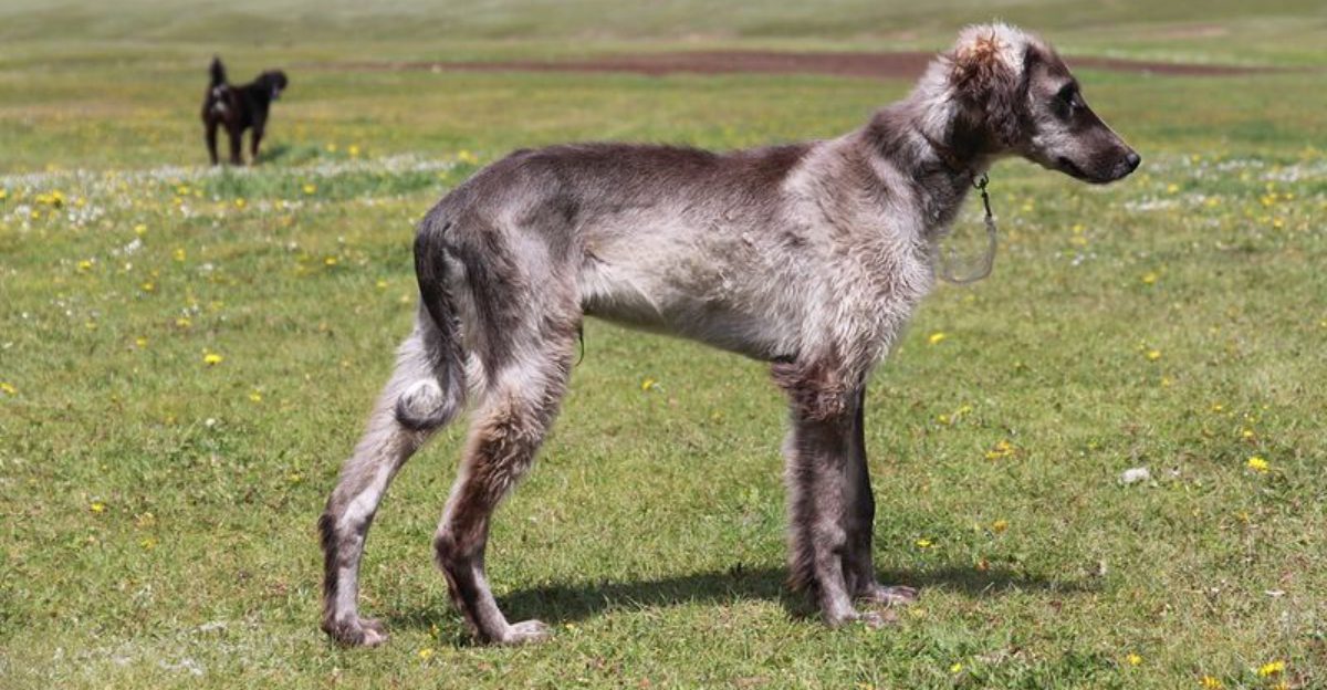 The Boarding Kennels Traumatized My Dog Backlash Is Spreading 14 Breeds Named Most in Post Trip Meltdown Posts