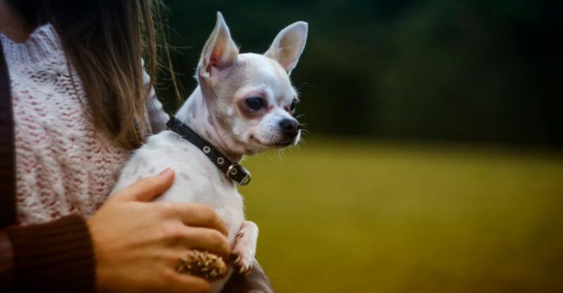 The Dog Ate a Gummy Panic Is Spiking Again 12 Breeds Most Mentioned in Emergency Posts