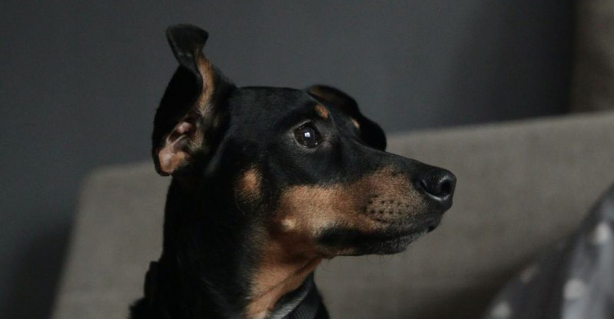 The Dog Breath Turned Metallic Panic 12 Breeds Mentioned in Dental Emergency Threads