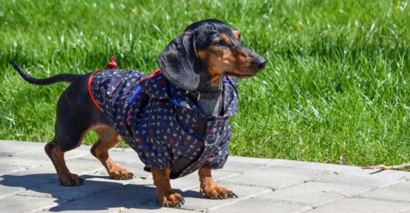 The Dog Friendly Patios Are Out Of Control Argument Is Trending 15 Breeds Most Mentioned in Restaurant Rants