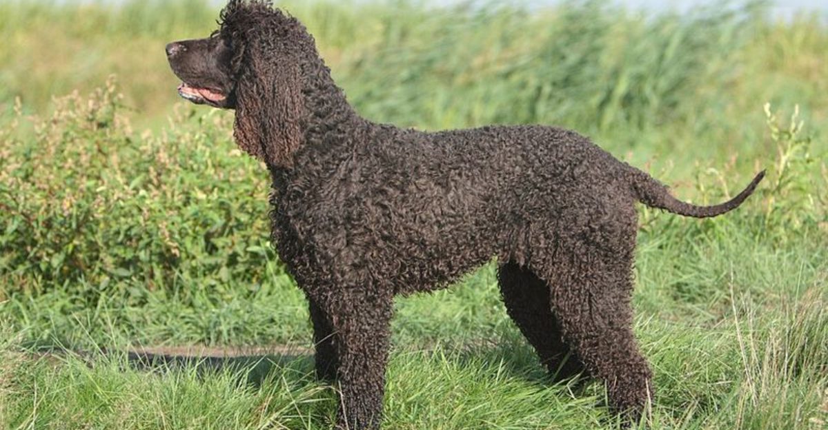 The Dog Keeps Shaking Its Head Panic Is Spreading 12 Breeds That Get Ear Issues Fast