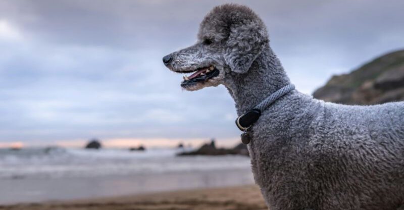 The Dog Keeps Shaking Its Head Wave 12 Breeds Mentioned in Ear Flare Threads
