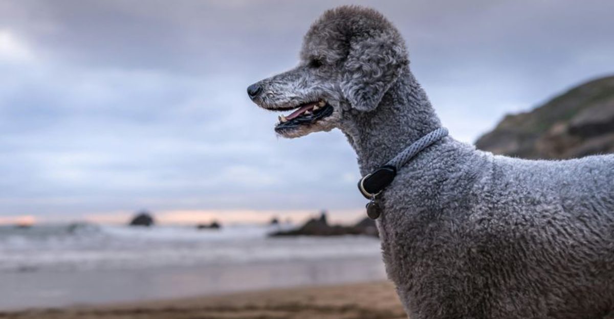 The Dog Keeps Shaking Its Head Wave 12 Breeds Mentioned in Ear Flare Threads