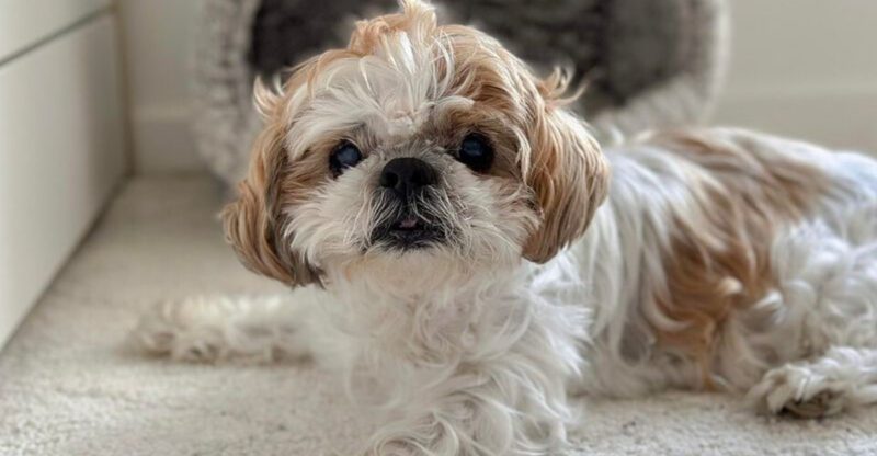 The Dog Wont Sleep at Night Panic Is Back 12 Breeds That Owners Say Struggle to Switch Off