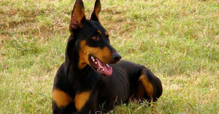 The Group Classes Made Things Worse Debate Wont Die – 12 Breeds Owners Keep Warning About dog news