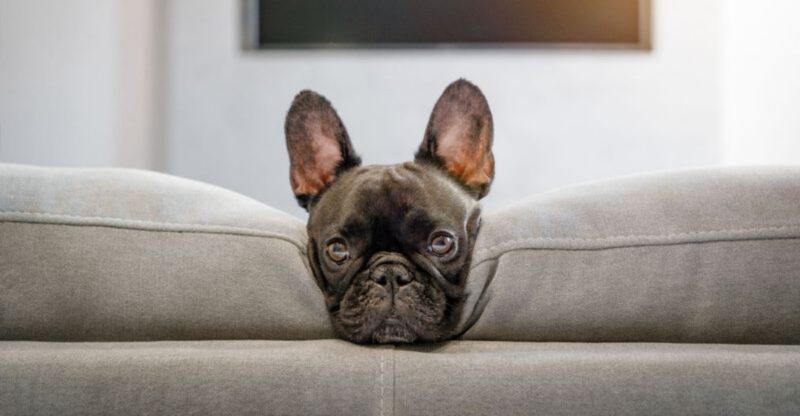 The He Only Bites Family Confessions Are Shocking Owners 13 Breeds Mentioned Most