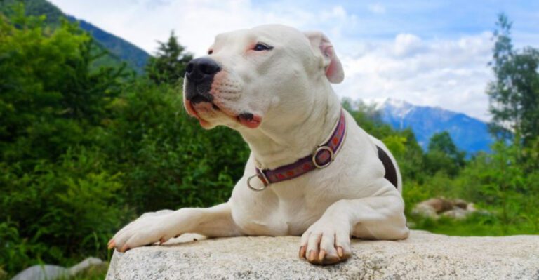 The Hes Not Aggressive Hes Fearful Argument Wont Quit – 12 Breeds Mentioned Most dog news