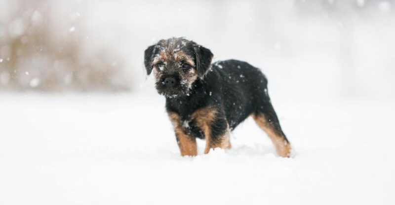 The My Dog Got Sick From Daycare Panic Is Surging 16 Breeds Most Mentioned in Outbreak Posts