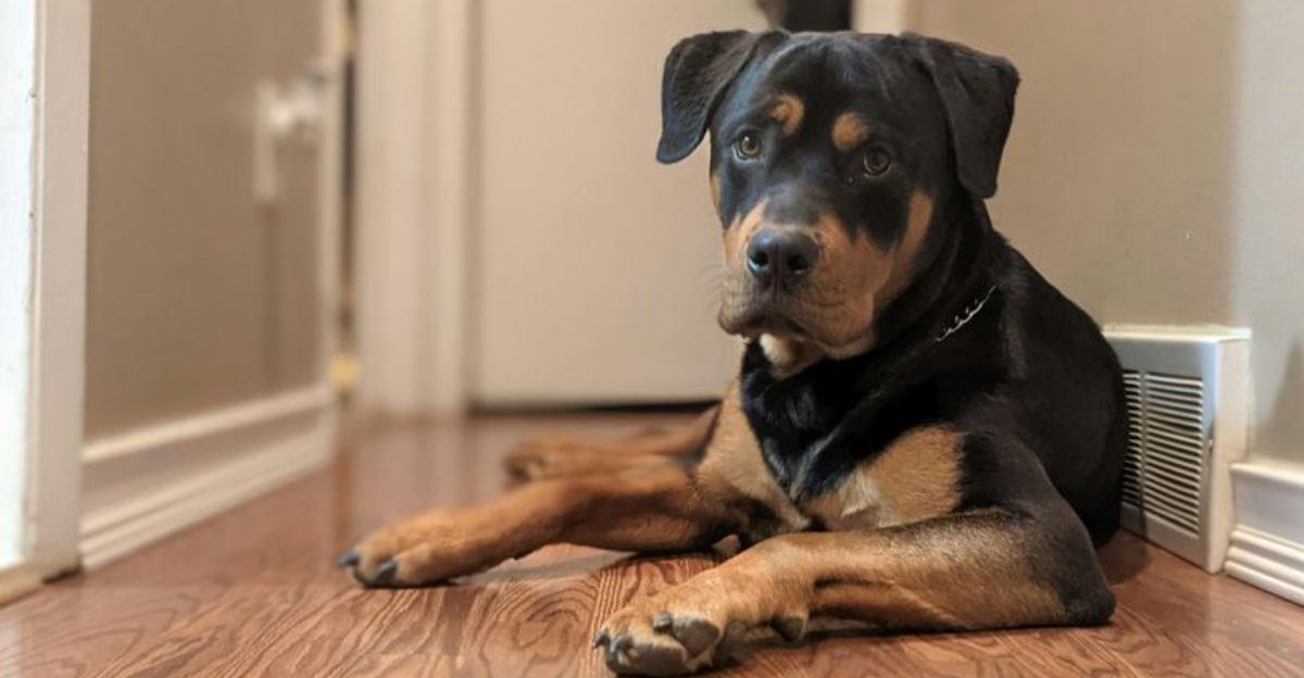 The My Dog Only Bites On Furniture Debate Is Exploding 14 Breeds Most Mentioned in Couch Guarding Posts