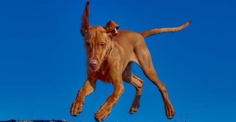 The My Dog Was Perfect Until Adolescence Panic Is Spreading – 13 Breeds Named Most