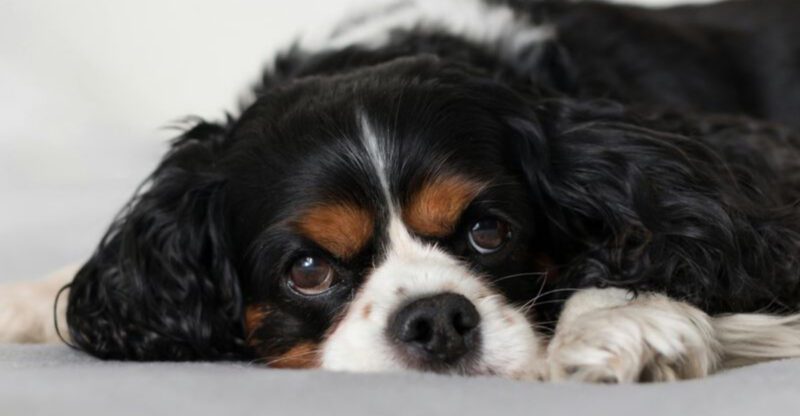 The My Dog Wont Poop on Walks Spiral 12 Breeds Owners Mention in Routine Anxiety Posts