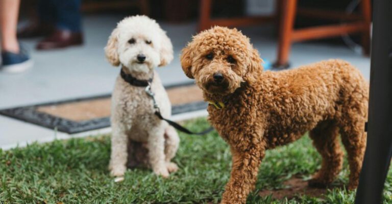 The My Dog Wont Stop Drinking Water Posts Are Spiking 12 Breeds Owners Mention Most dog news