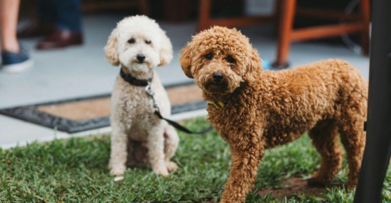 The My Dog Wont Stop Drinking Water Posts Are Spiking 12 Breeds Owners Mention Most