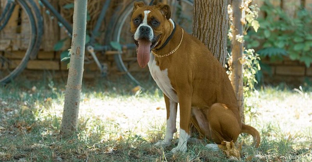 The Pet Camera Oversharing Argument 12 Breeds Owners Spy On the Most