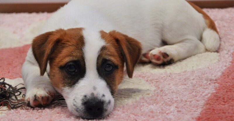 The Puppy Socialization Classes Are Doing It Wrong Discourse Is Back 14 Breeds Most Mentioned