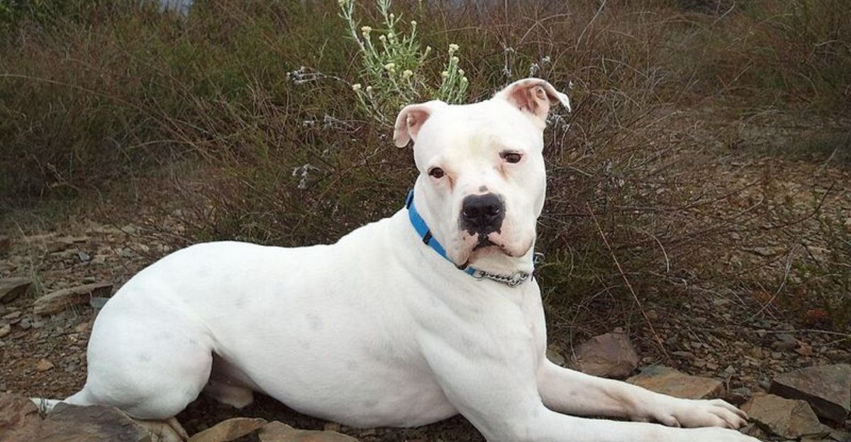 The Sudden Bite With No Warning Debate Wont Go Away – 12 Breeds Owners Mention Most in Shock Threads