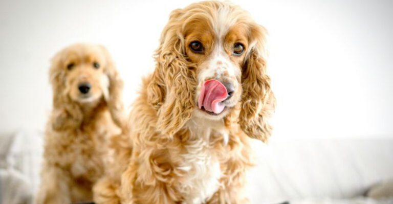 The Training Ruined My Dogs Personality Debate Is Getting Ugly – 12 Breeds Cited dog news