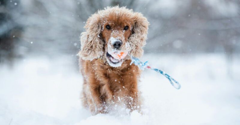 The Your Dog Doesnt Need Training You Do Take Is Making Owners Furious – 12 Breeds Always Named