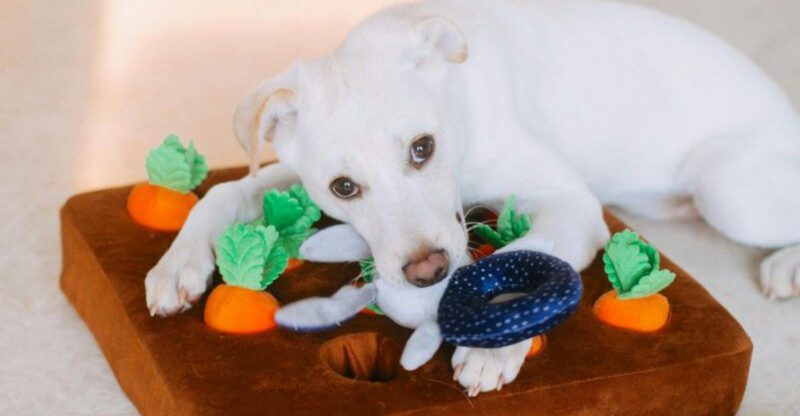 These 15 Dog Toys Can Boost Brain Power According to Vets